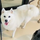 캐나다 토론토 11월부터 유기견 이동봉사 해주실 분 구합니다. 이미지