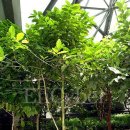 커피나무 이미지