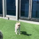 뽀글뽀글 반려견 유치원&호텔 이미지