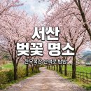 연세봄웰빙 | 서산 한우목장 벚꽃 개화시기와 웰빙산책로 방문 꿀팁
