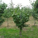 은행농장 이미지