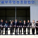 땅끝부추