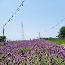 울산 장생포 고래문화마을 &#39;라벤더 뜰&#39; 정원 만개 (수국 개화 상황)