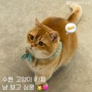 심쿵펫 | 수원 고양이 카페 냥보고심쿵 수원 실내 놀거리 이색 데이트 후기