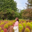 희망농장2 | 수원 탑동시민농장 댑싸리 위치 주차 수원 나들이 장소