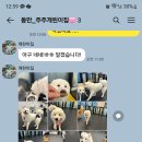개린이집 | 인천 대형견 호텔 중장기 호텔링 &#39;주주개린이집&#39; 후기