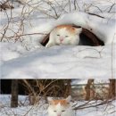 동네고양이 이미지