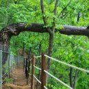 5/17일 파로호 수달길에서 힐링하다~^^ 이미지