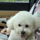 귀엽다멍 이미지