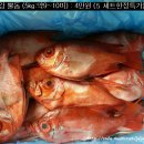 10월31일 : 생선바구니 (뿔돔, 아까무스, 황돔등...) 이미지