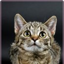 참좋은동물병원 이미지