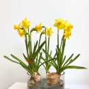 수경꽃집 이미지