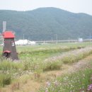 하동북천코스모스메밀꽃 영농조합법인 이미지