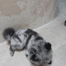 개미용중 | 부산남구애견미용 고민 끝에 선택한 마당개, 포메 베넷미용 후기