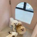 베비까까 이미지