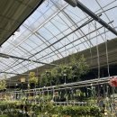 금호마트 | 금호화훼마트 후기 분갈이, 가격, 울산 식집사의 식물 추천