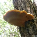 버섯도감과 버섯 학회에서 부르는 정확한 명칭은 찔레버섯입니다..(퍼옴) 이미지