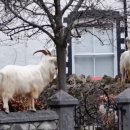 산양마을(주) 이미지