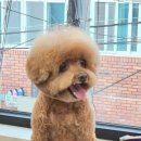 몽말순 이미지