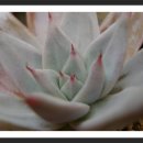 오늘의 아이 이미지