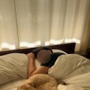 스테이 만천 | 힐링이 가득했던 경북 의성 독채펜션 스테이만천 후기 (애견동반가능)