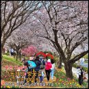 제방길 | [부산] 4월초 가볼만 한 곳. '낙동제방 벚꽃길' 후기 (2026.04.03.실시간, 벚꽃엔딩 시작)