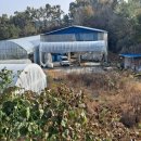 양지흑염소 이미지