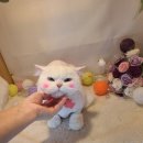 놀러와캣독 이미지