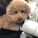 닥터페티앙동물병원 이미지