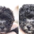 미스터멍 이미지