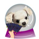 [천안타로 천안사주 후기] 천안데이트코스 포춘타로점성학사주 – 사주·타로·점성학 한 번에!