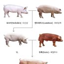 다돼지 이미지
