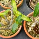 대주농장3 이미지