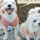영양언니의 수제간식 이미지