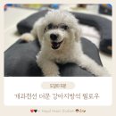 개과천선 더문 강아지방석 강아지쿠션 강아지용품 추천 사계절 마약방석
