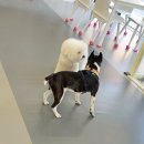 바르다펫 대전점 이미지