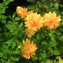 무주화원 이미지