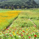 코스모스 메밀 축제 앞두고 미리 다녀온 하동 북천﻿ 이미지