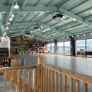 대형애견 이미지