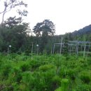 황금 소나무 이미지