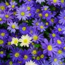 THE SCENT OF CLASSICAL-장일범의 이야기가 있는 클래식 향기 | Article : Speaking Perfume : A-Z of Common Fragrance Descriptions