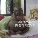 백옥 | 덕정역 맛집 백옥양꼬치 솔직후기｜양주 양꼬치 제대로 하는 집