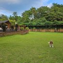 도그매니저 이미지