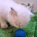 냥이친구 이미지