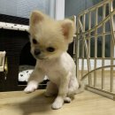 THE반하개 이미지