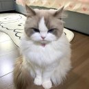 동반자 이미지