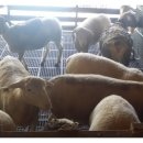 GOAT농장 이미지