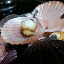 꽃가리비 이미지