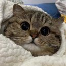 24/10:: 가천교지 인터뷰ㅣ동묘쇼핑ㅣ영화ㅣ발레ㅣ영상편집 🌠
