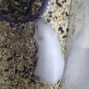 우진펫 이미지